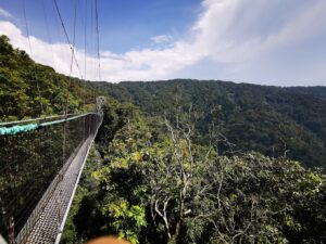 Nyungwe national park canopy walk