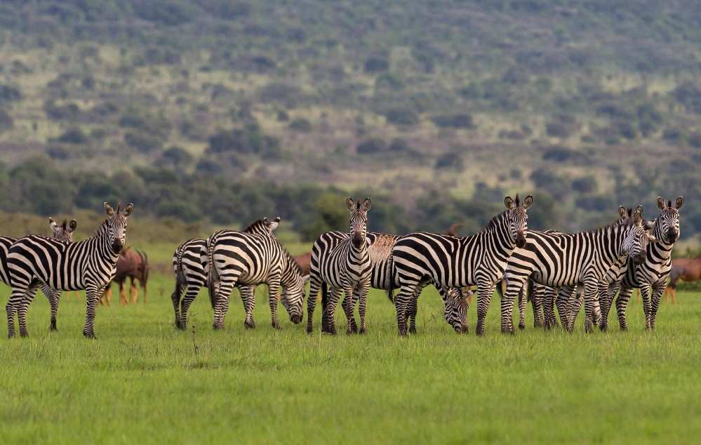 Akagera National park (2)