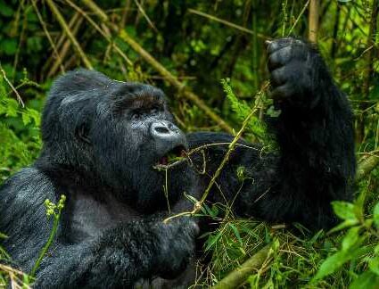 Mountain Gorilla in the Volcanoes National Park